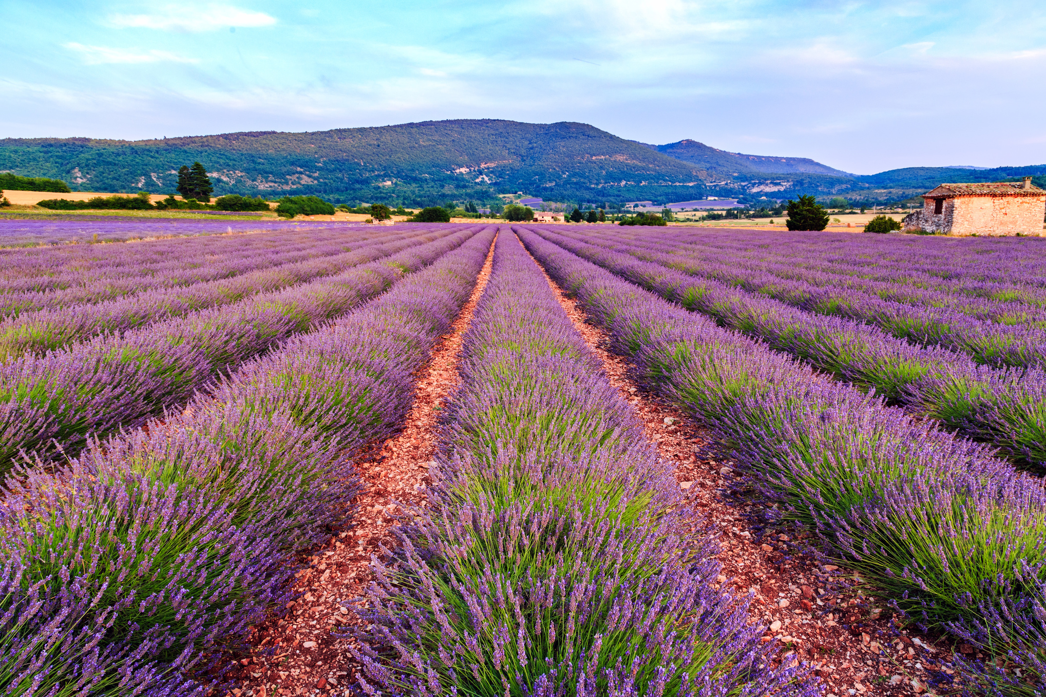 Lavender Field 